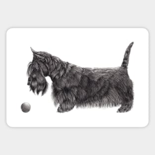 Scottish terrier Magnet